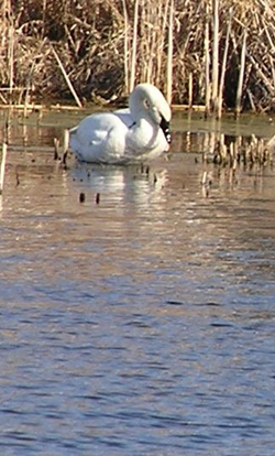 Winter takes a swan dive